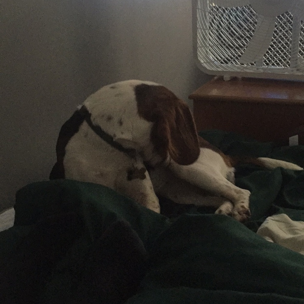 Beagle